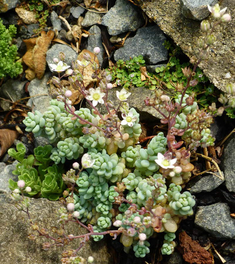 Sedum dasyphyllum